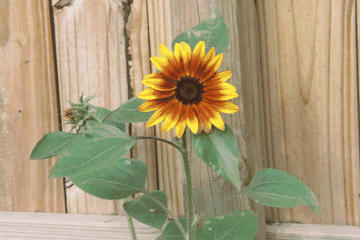 sunflower1.gif