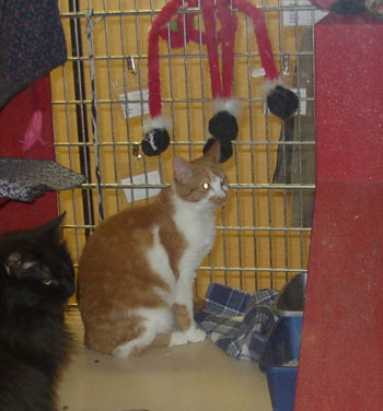 Candy still at Mid Michigan Cat Rescue