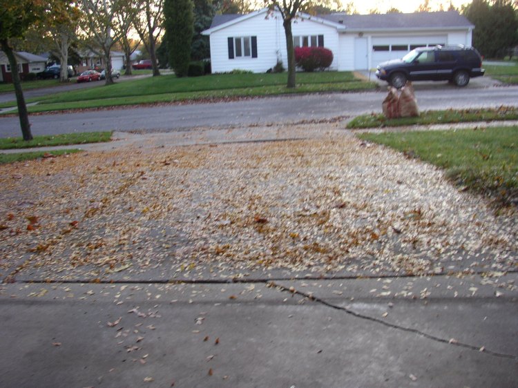 Honey Locust leaves on the driveway