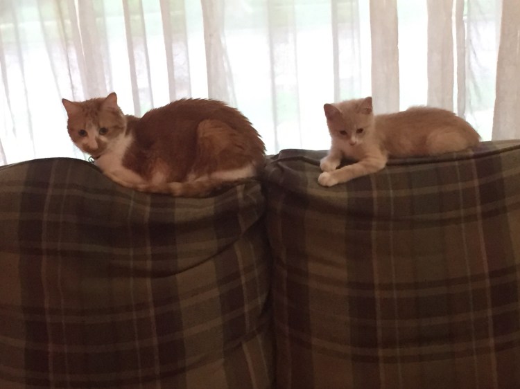 Candy and Scout on the back of the couch 