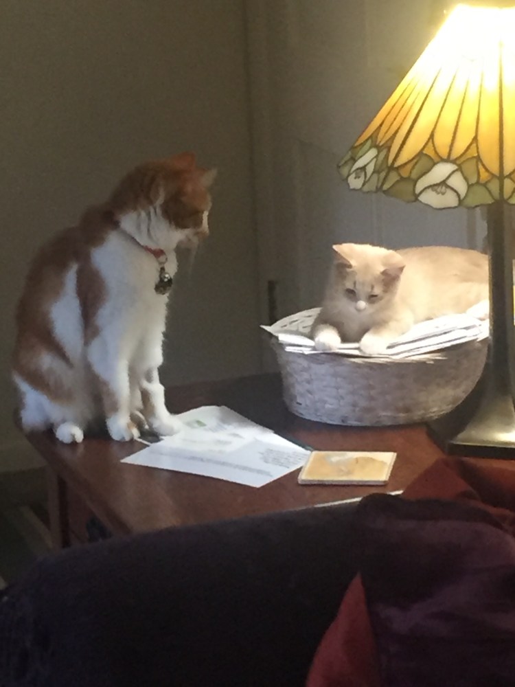 Scout in a basket of mail and Candy beside him on the table
