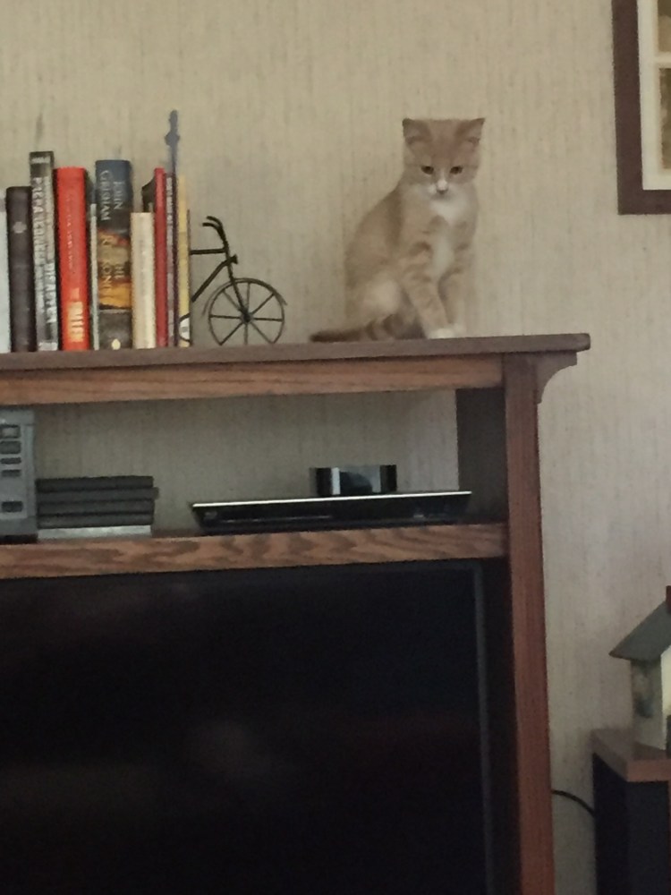 Scout on top of the entertainment center
