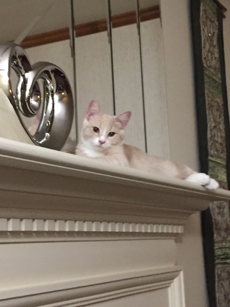 Scout on the mantle 