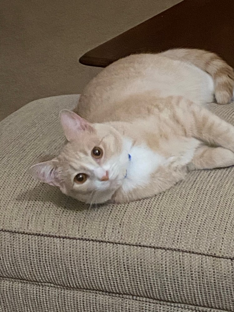 Scout lying on an ottoman 