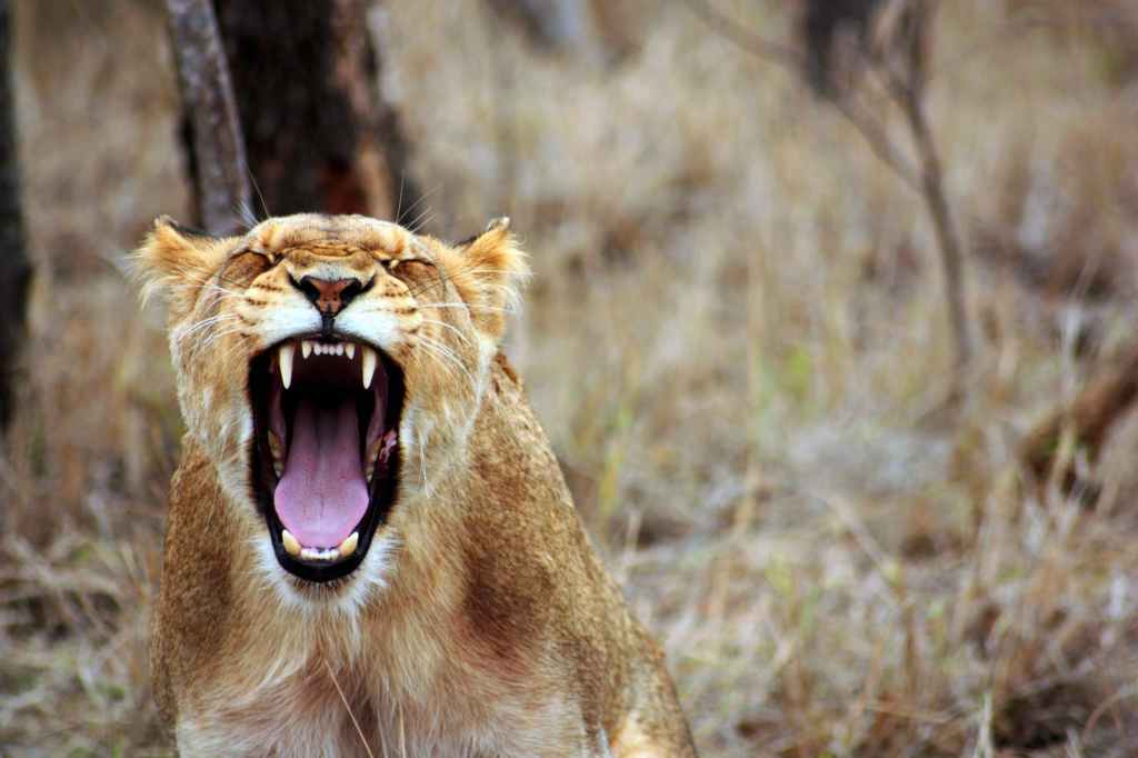 Roaring lion