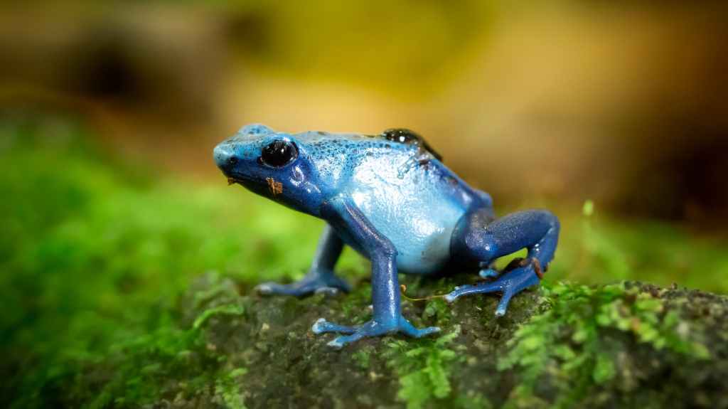 Blue frog