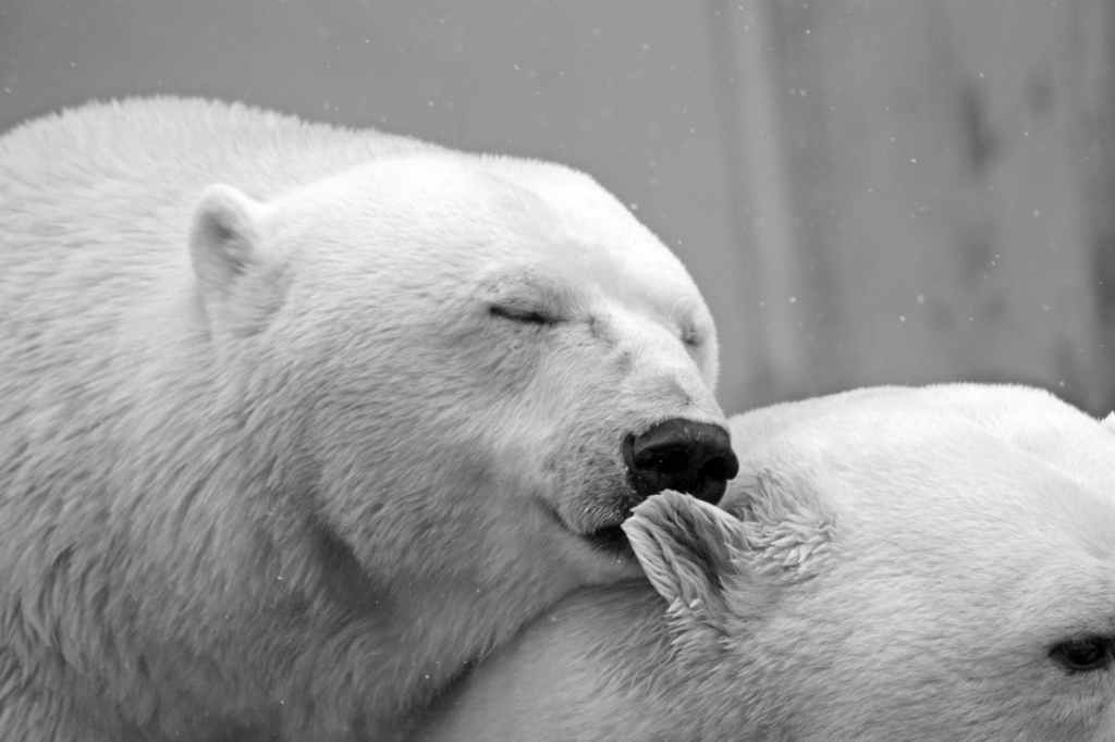 Two polar bears